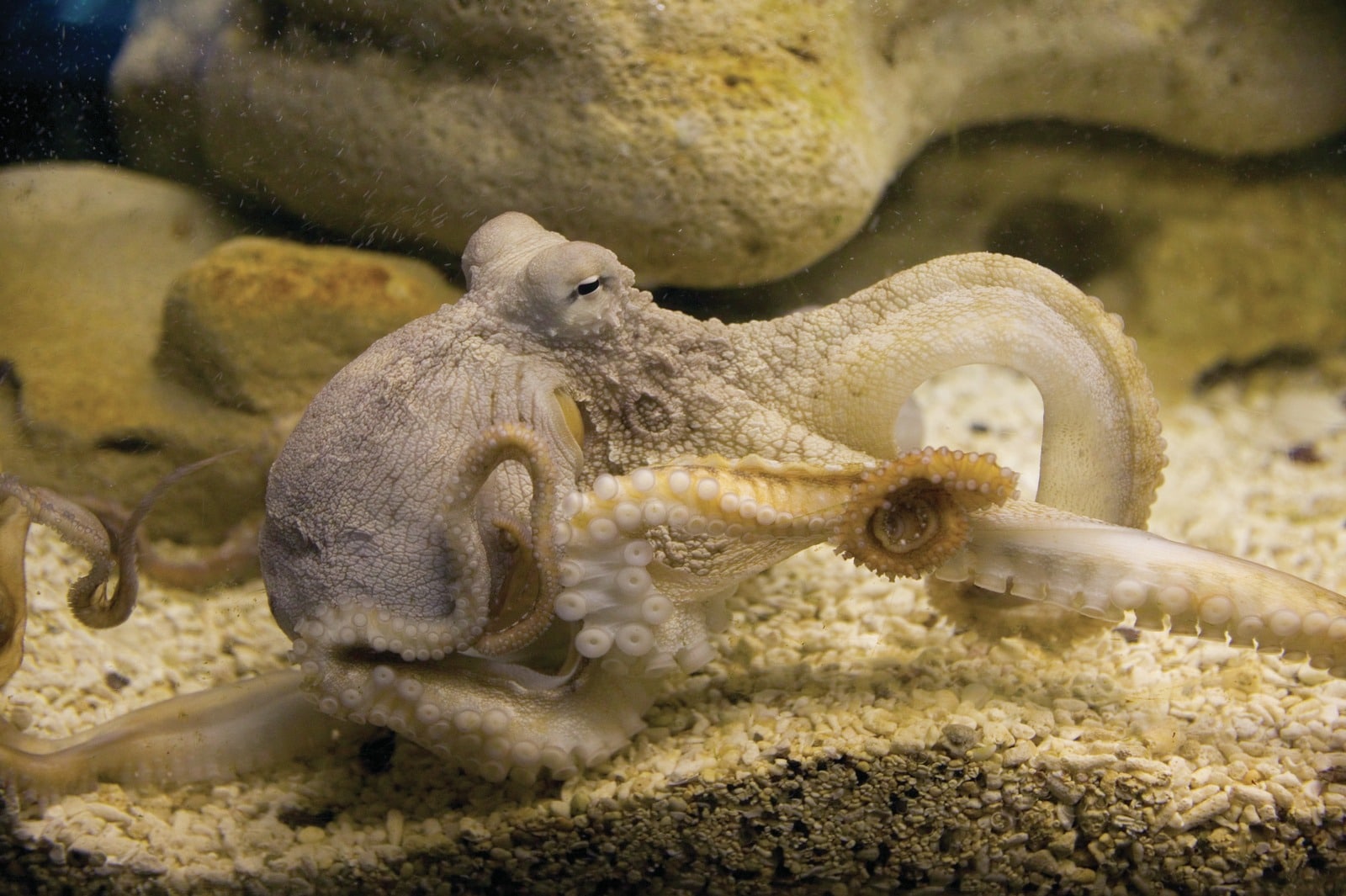 Photographie sous-marine
