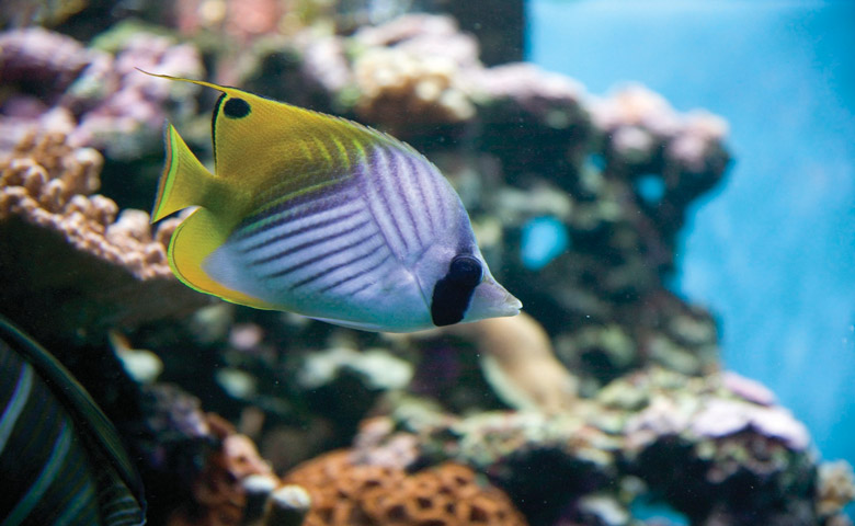 Underwater photography