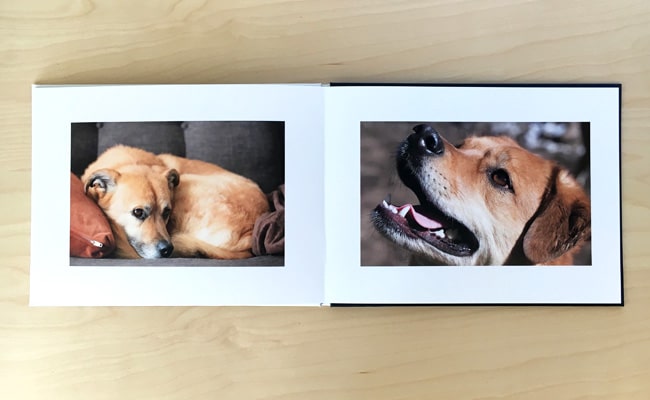 5 tips for a pawsitively perfect pet photo book