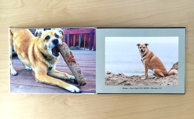 5 tips for a pawsitively perfect pet photo book