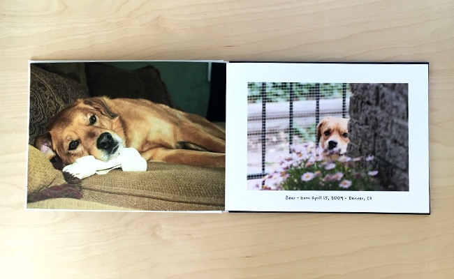 5 tips for a pawsitively perfect pet photo book