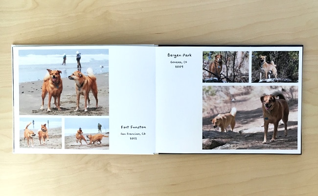 5 tips for a pawsitively perfect pet photo book