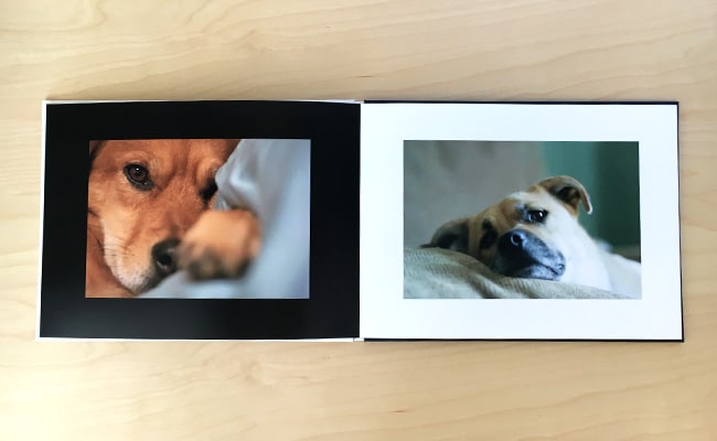 5 tips for a pawsitively perfect pet photo book