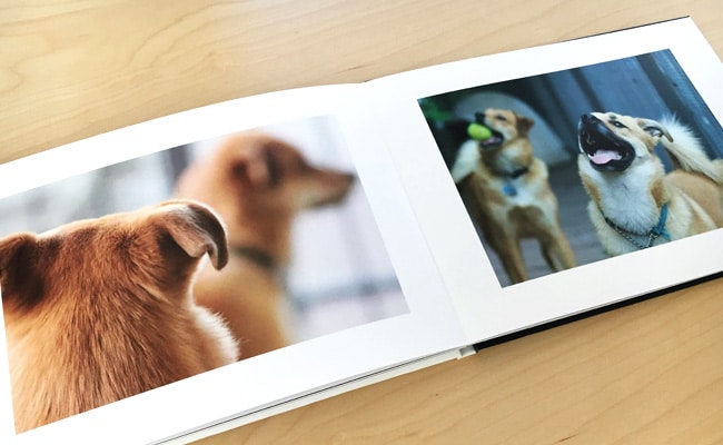 5 tips for a pawsitively perfect pet photo book