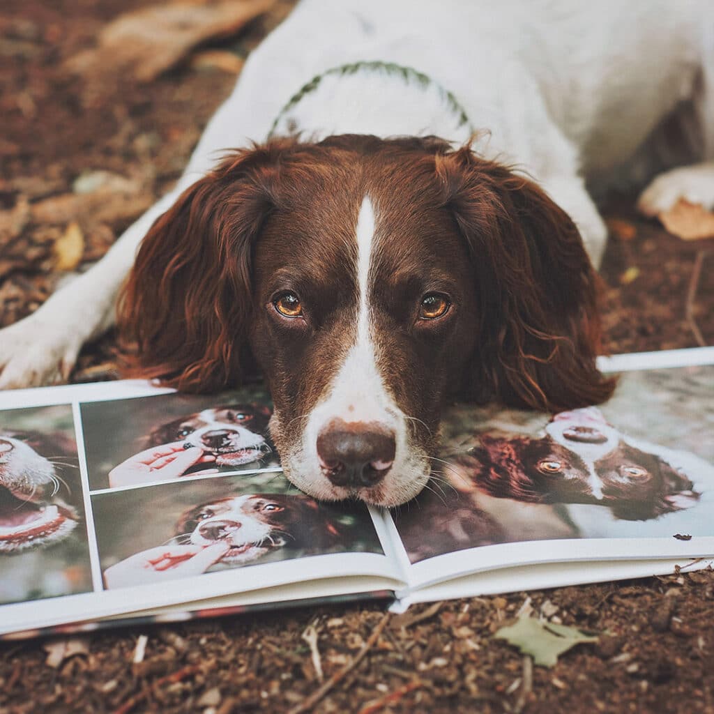 Let your pet parent flag fly!