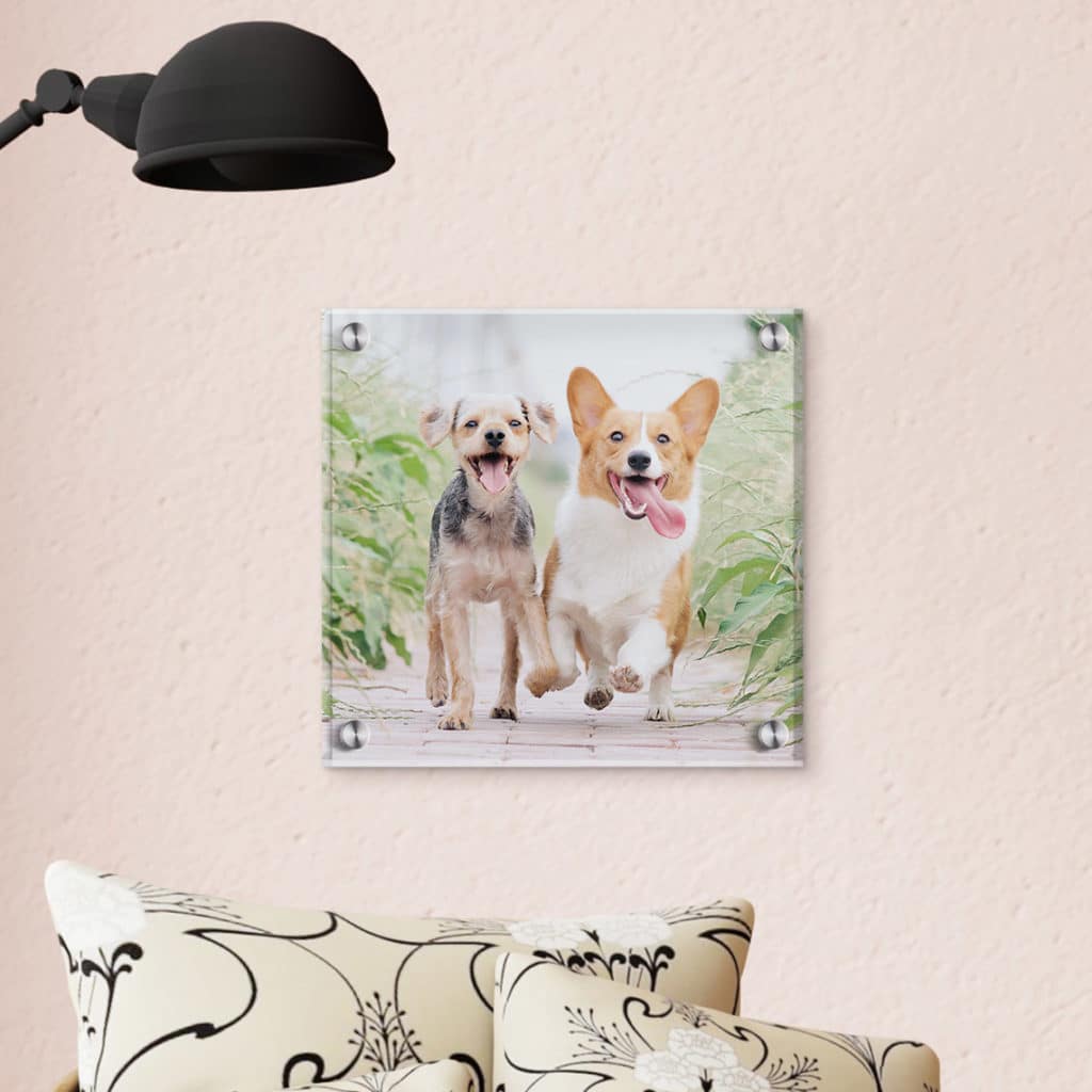 Square acrylic print of two dogs