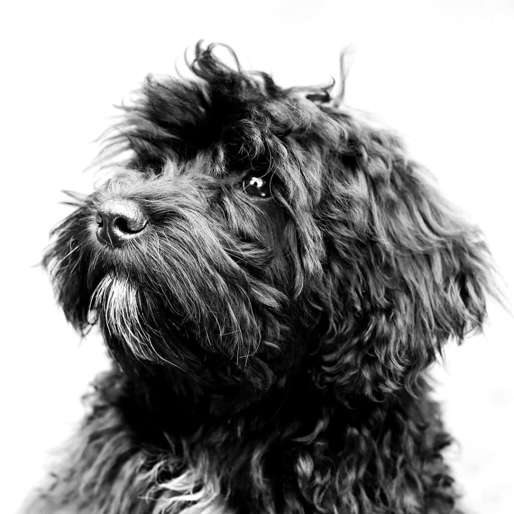 Black and white image of a dogs face accentuating the texture of the fur.