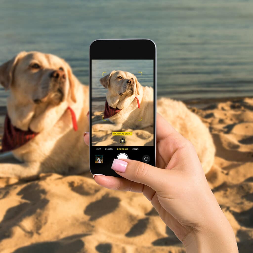 Woman holding a phone and taking photo of her dog.