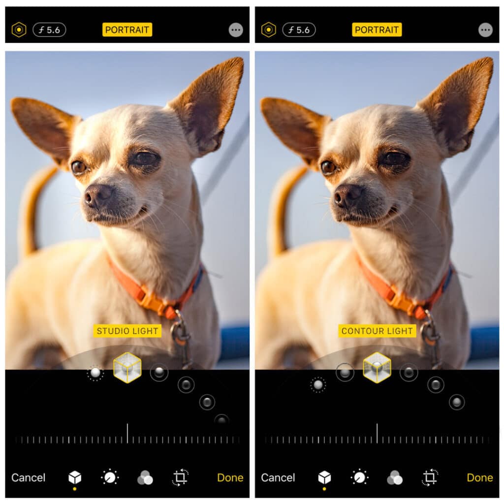Studio light and contour light photo filter difference shown on the same dog photo.