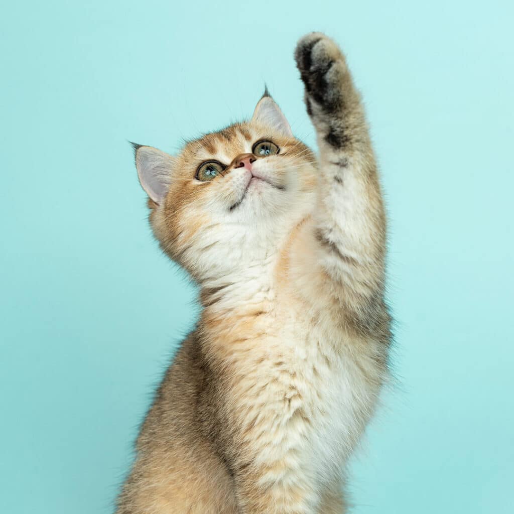 Cute little cat holding one of her paws in the air.