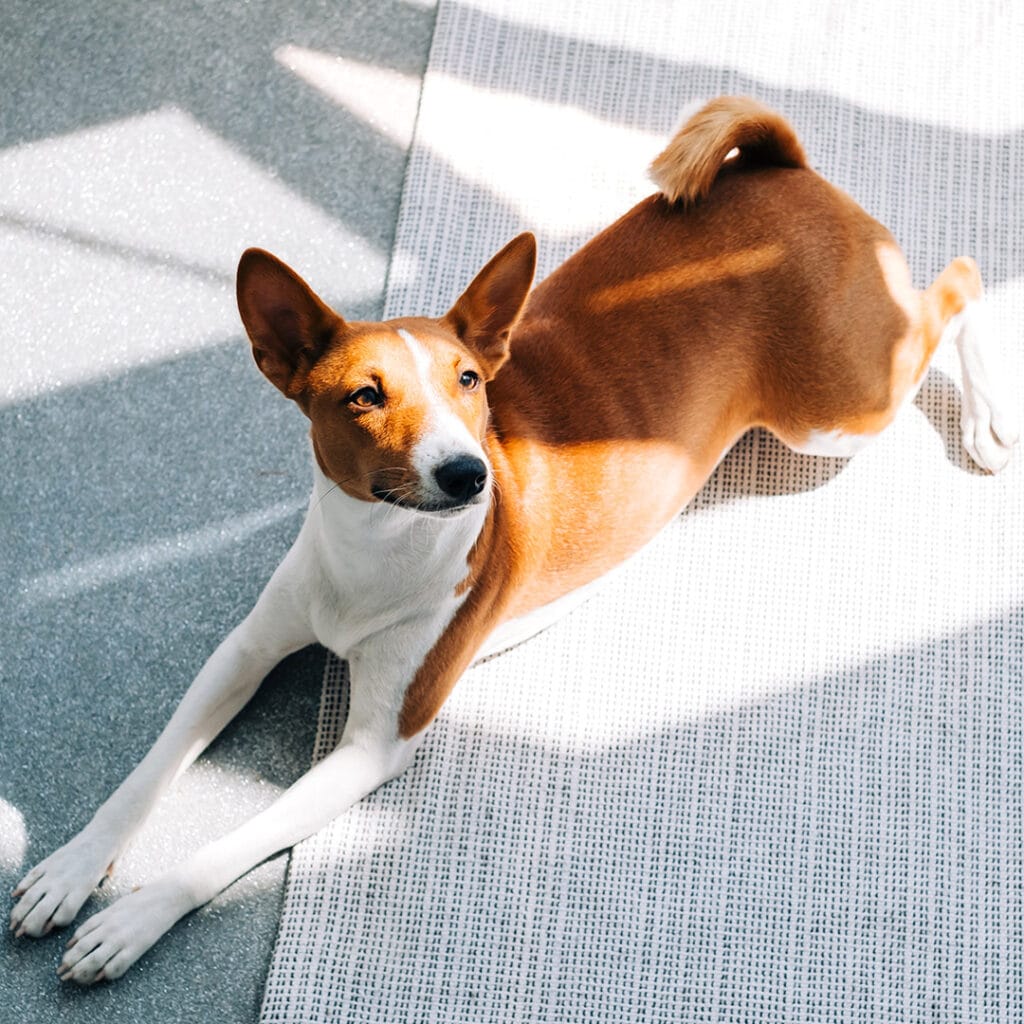 Dog stretching on the floor in front of a window.