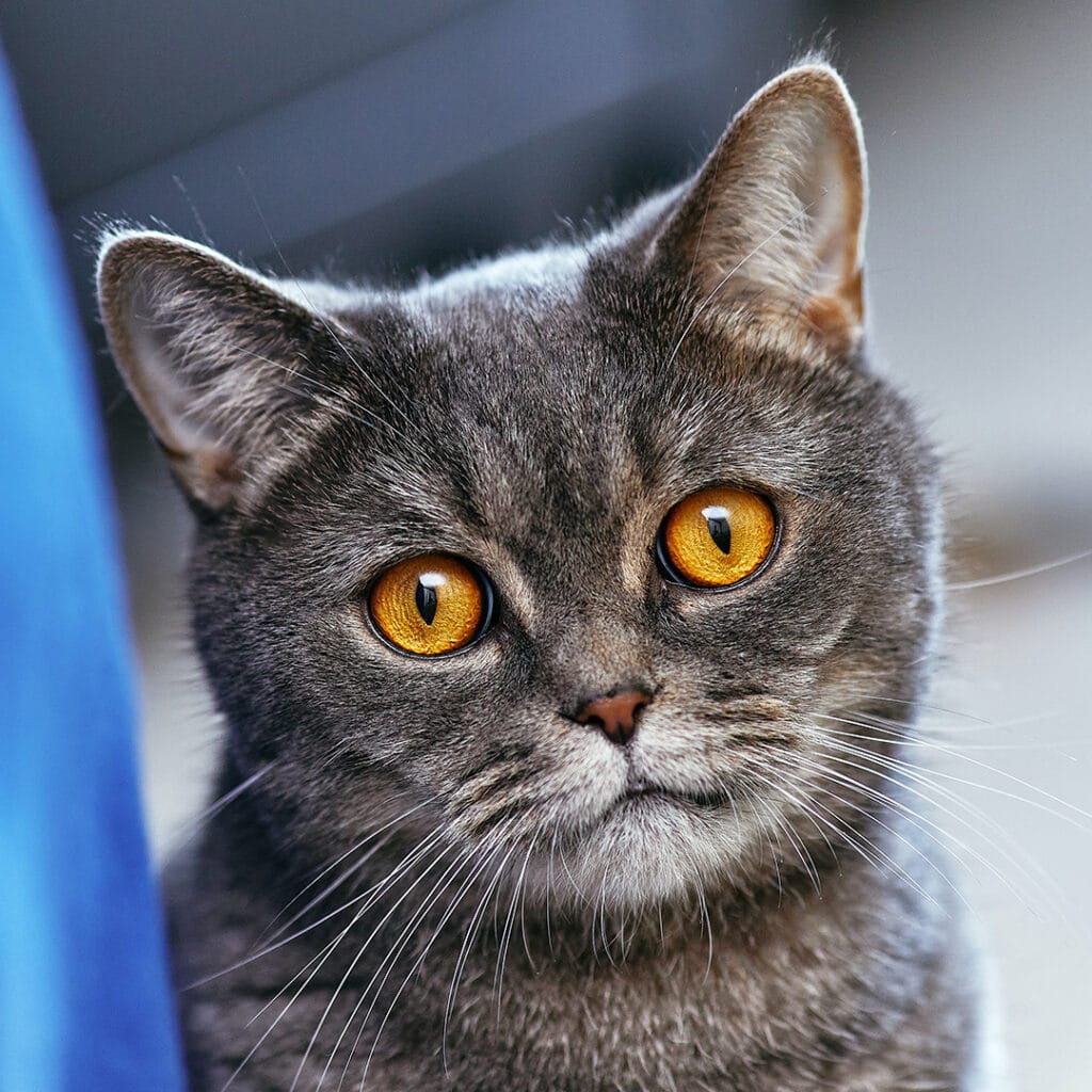 Close shot of a grey cats face with an accent of bright yellow eyes.