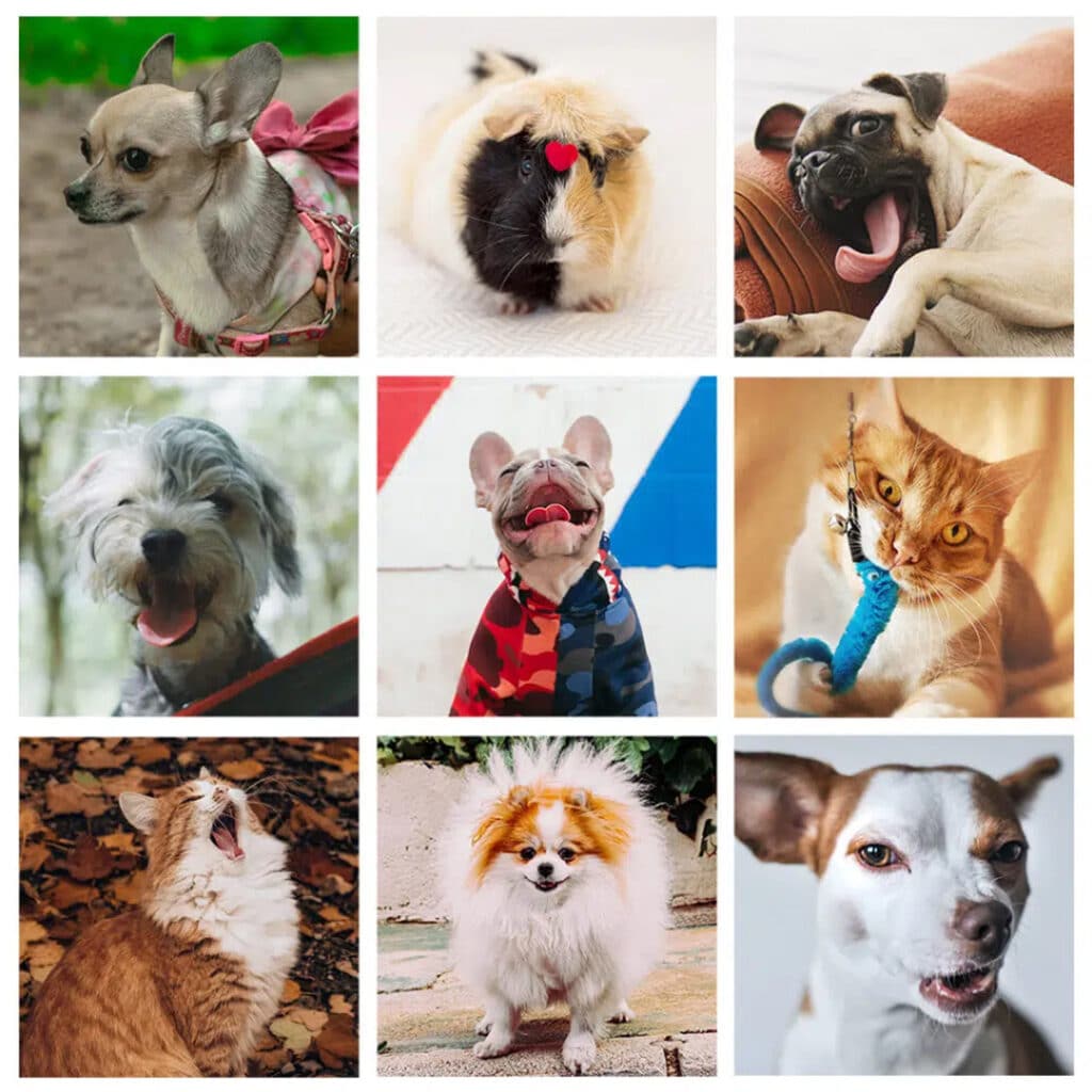 Celebrate Pets On National Pet Day With Custom Pet Gifts Made On Snapfish.co.uk 