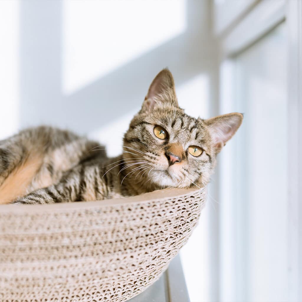 Cat in a basket