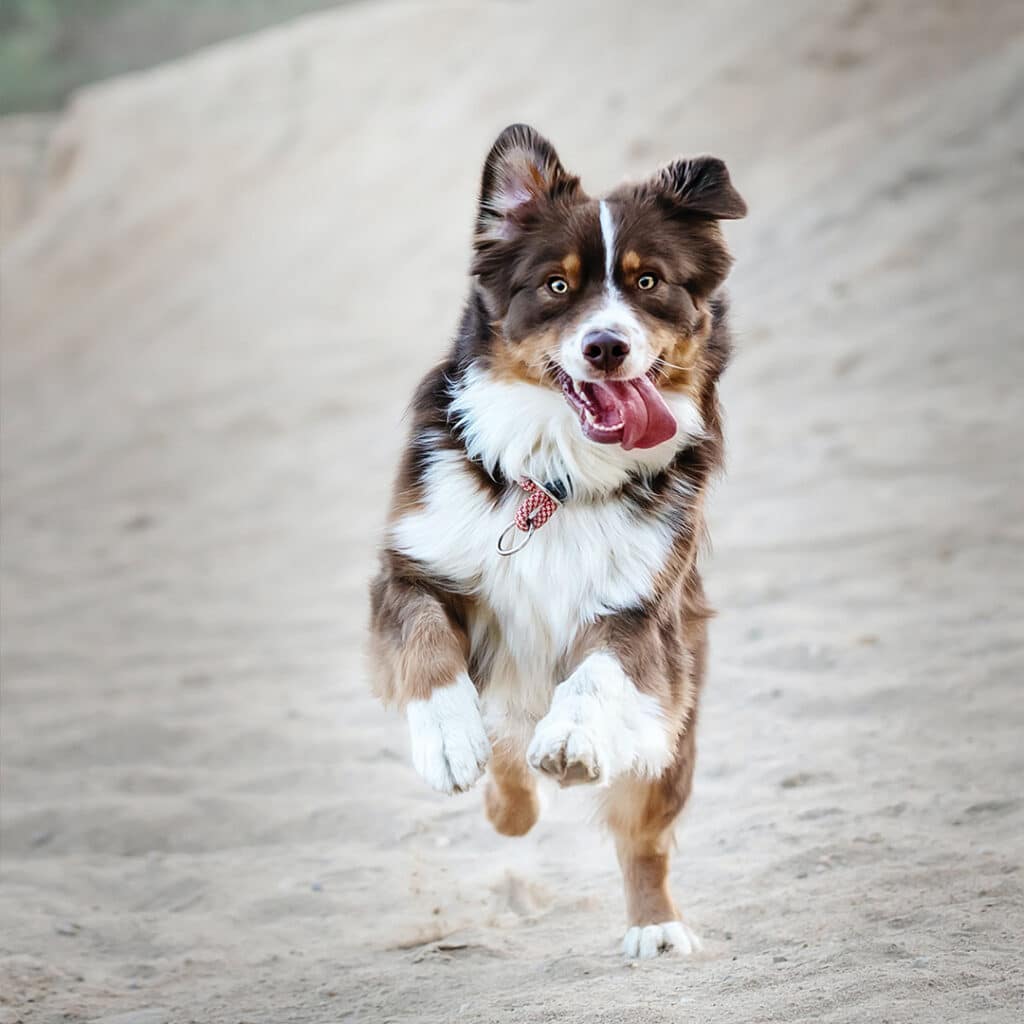 Dog running on a beach