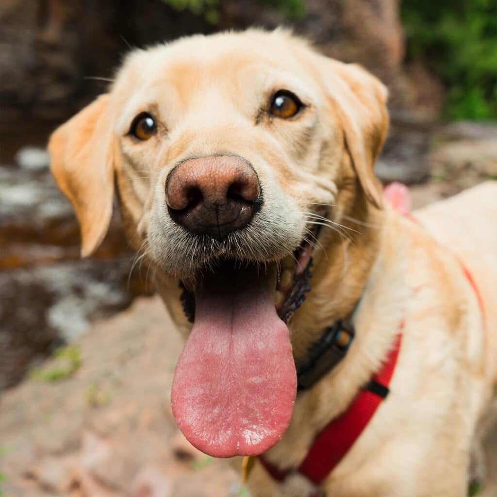 Close up of a dog