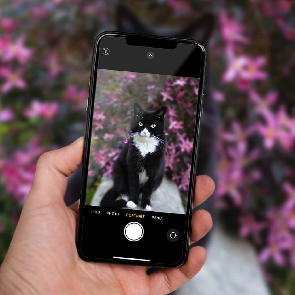 Person taking portrait of a cat on their phone