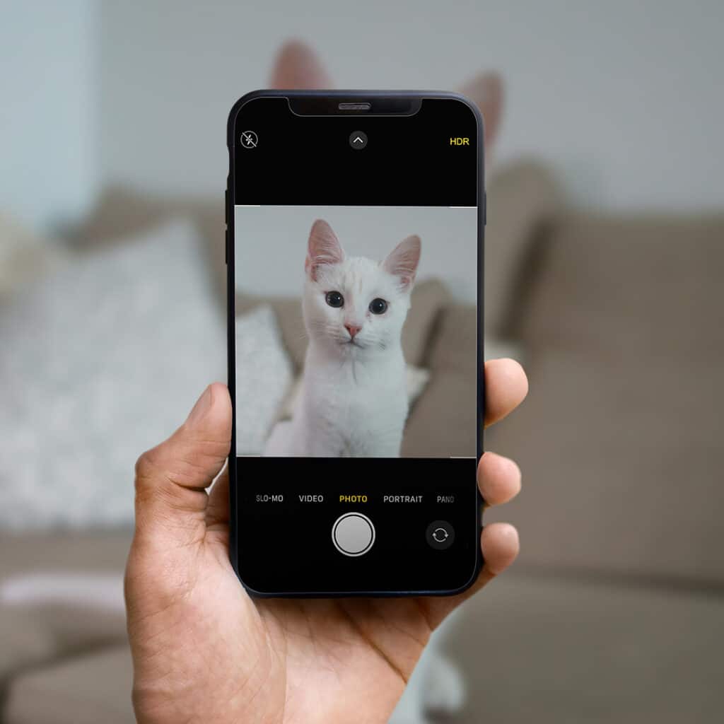 Person taking photo of a cat on their phone