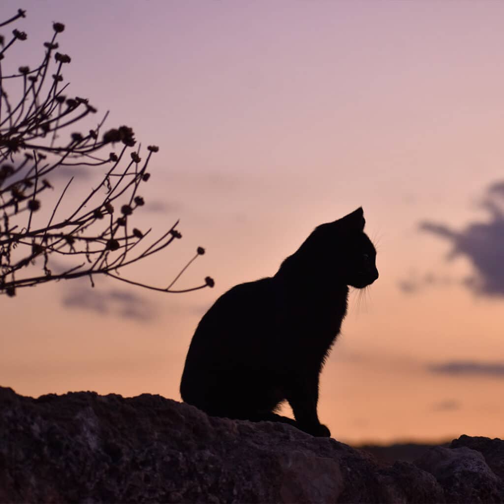 Sunset image of a cat