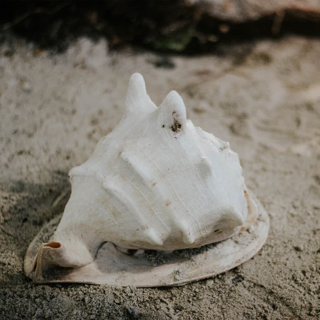 Close up of a seashell