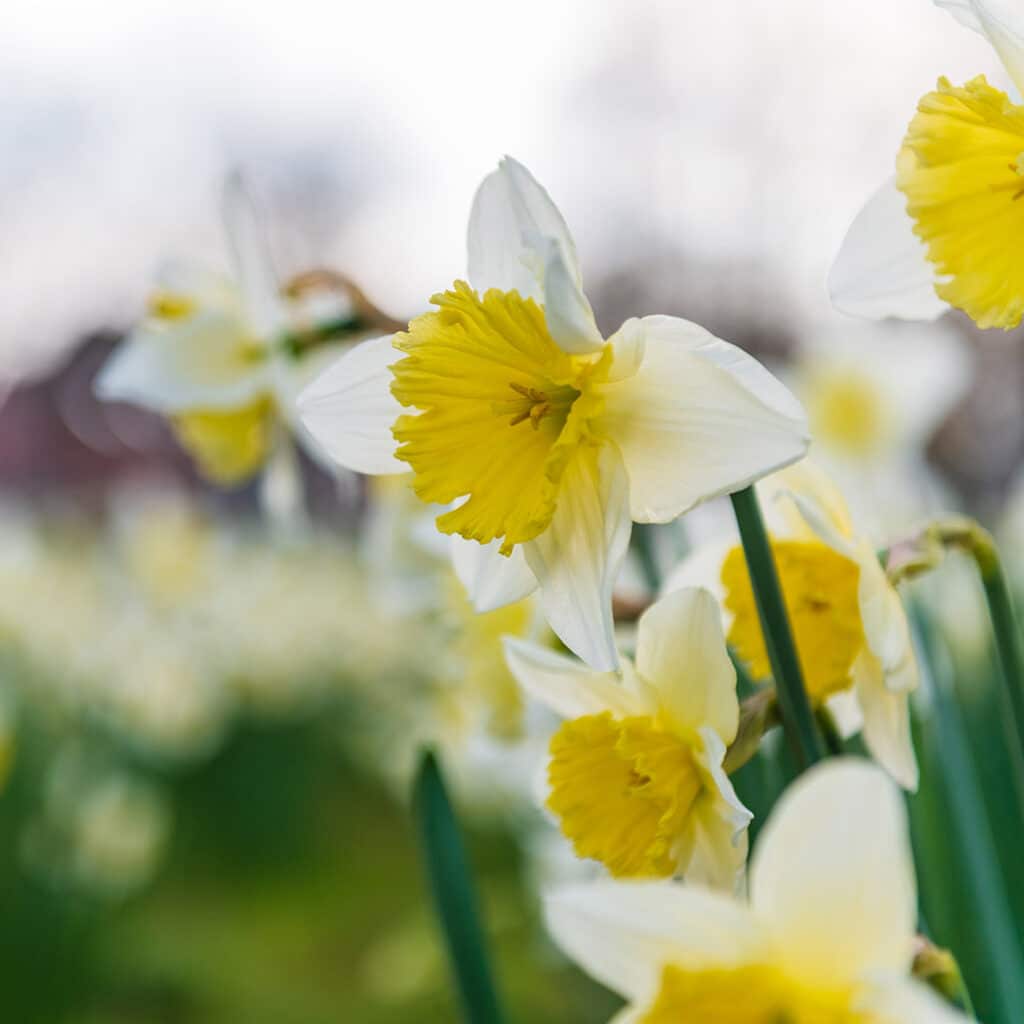 Close of of daffodils